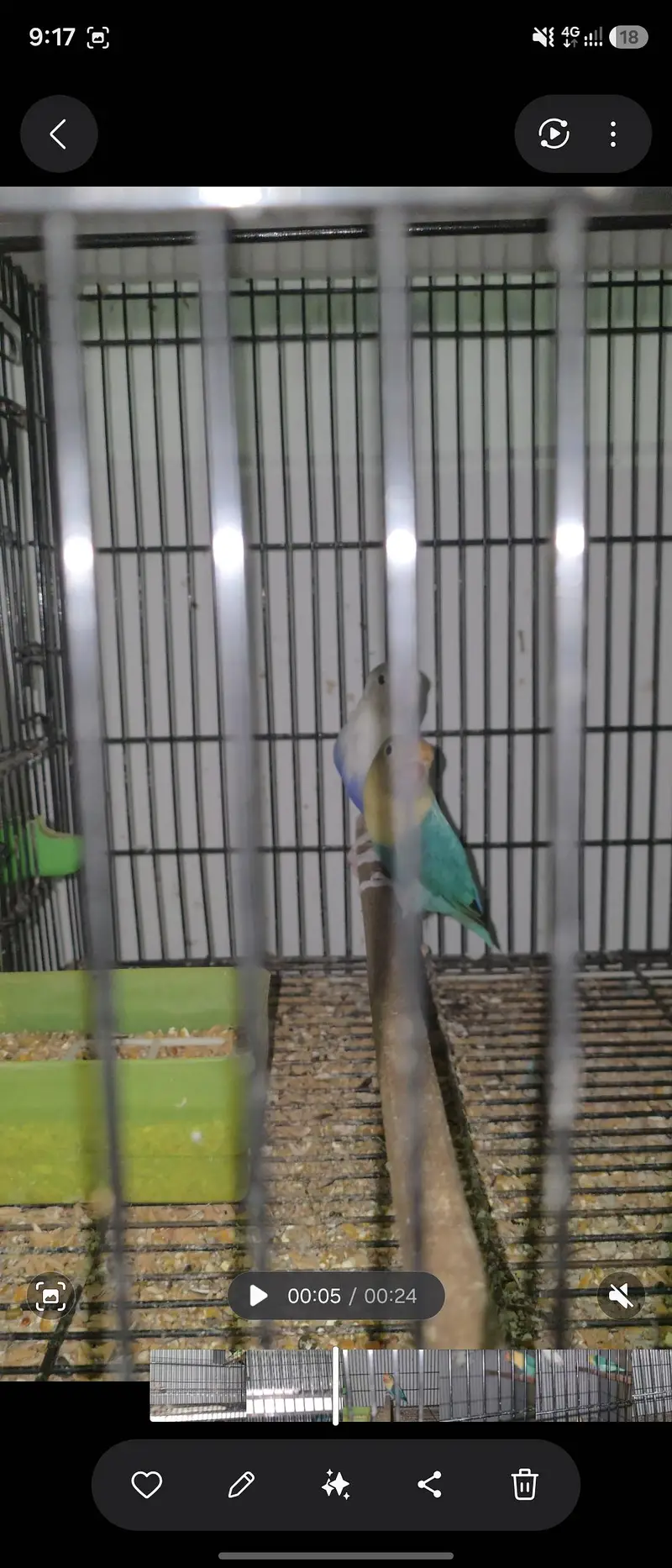8 Pairs Breeder Love birds, Opline ,Decino, ino, split pale fellow. — photo 2