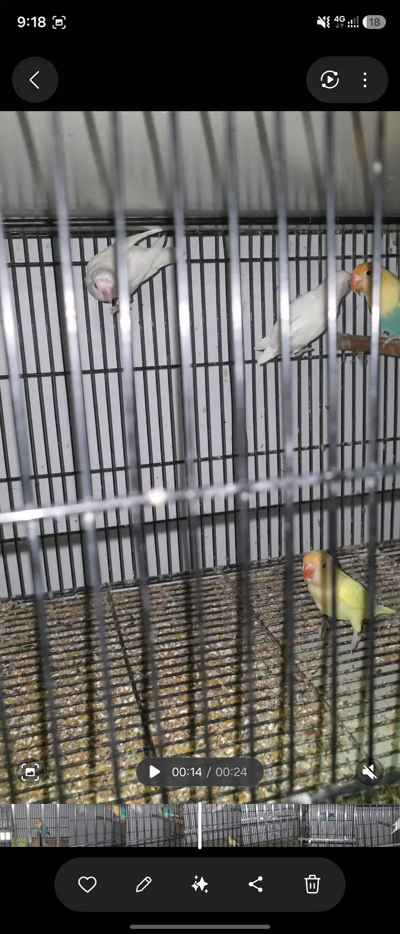 8 Pairs Breeder Love birds, Opline ,Decino, ino, split pale fellow. — photo 3