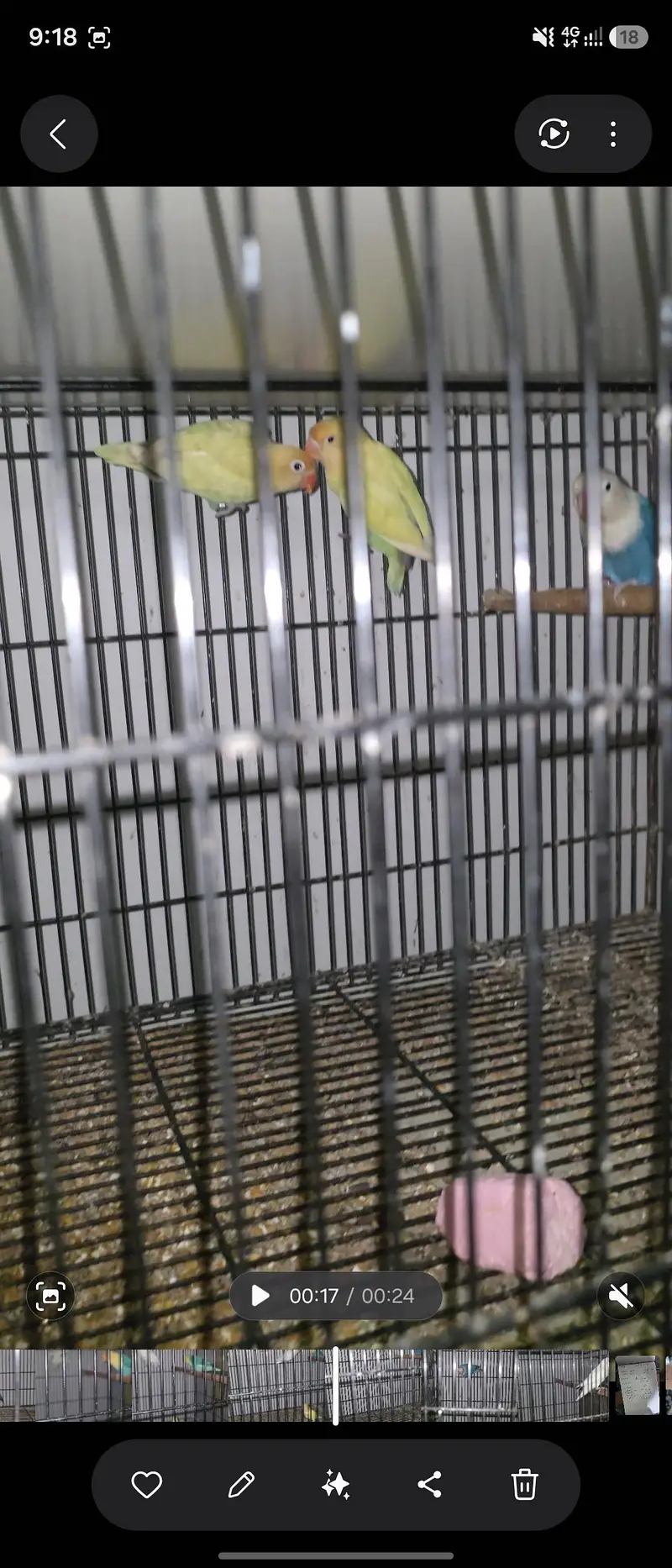 8 Pairs Breeder Love birds, Opline ,Decino, ino, split pale fellow. — photo 4