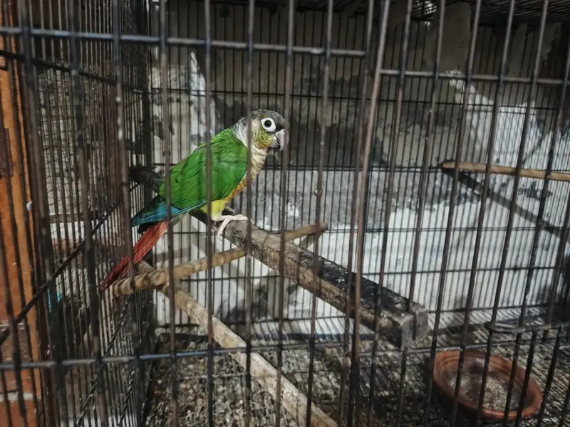 green and pineapple conure