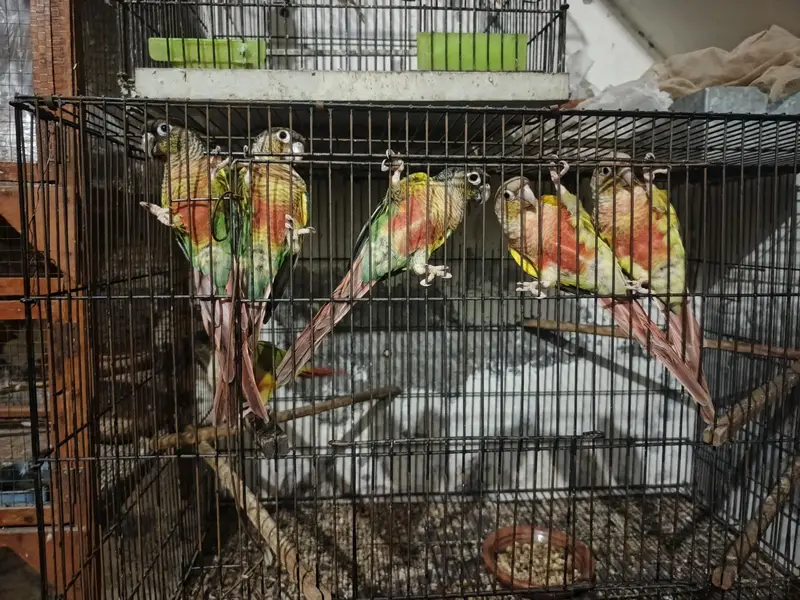 green and pineapple conure — photo 2