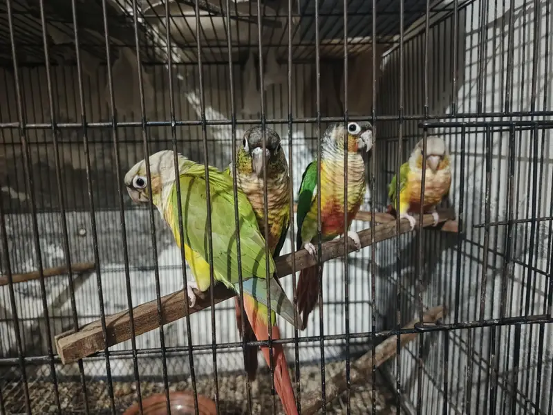 green and pineapple conure — photo 3