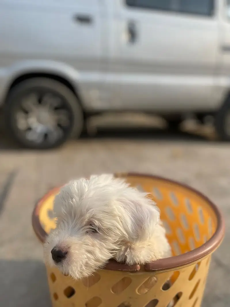 Shih-Poo Puppies for Sale – Shih Tzu × Poodle Cross | 45 Days Old — photo 3