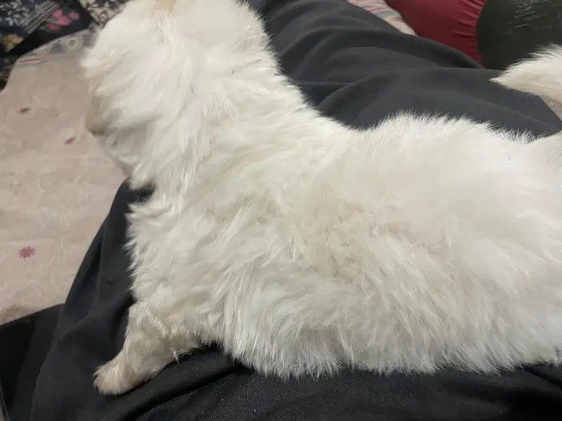 Shih-Poo Puppies for Sale – Shih Tzu × Poodle Cross | 45 Days Old — photo 4