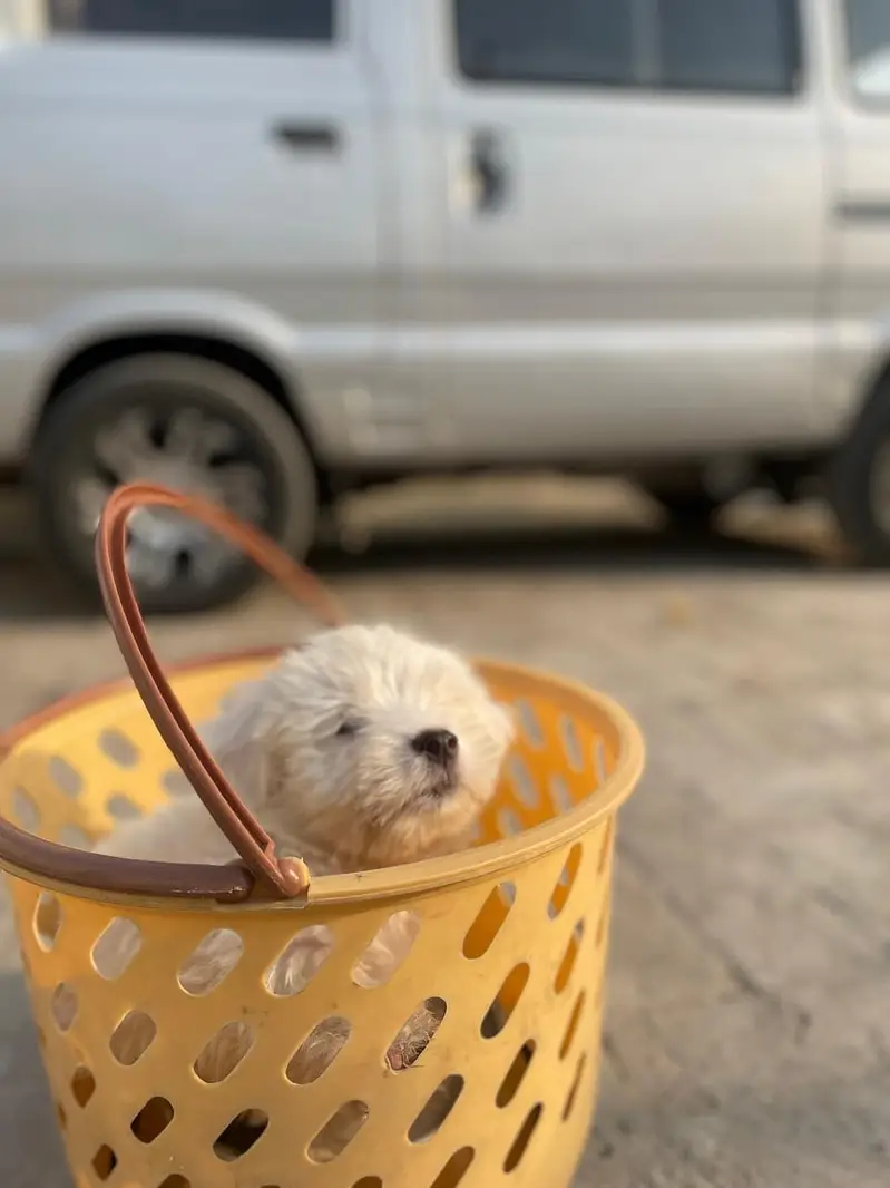 Shih-Poo Puppies for Sale – Shih Tzu × Poodle Cross | 45 Days Old — photo 7