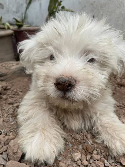 Shih-Poo Puppies for Sale – Shih Tzu × Poodle Cross | 45 Days Old