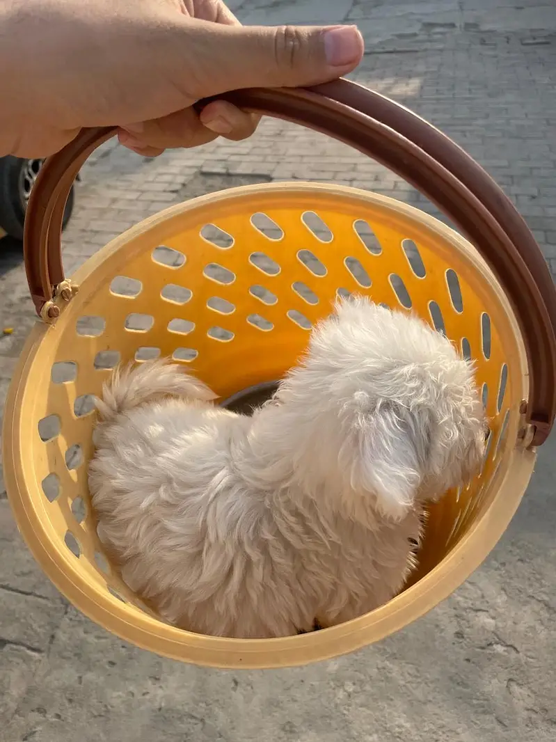 Shih-Poo Puppies for Sale – Shih Tzu × Poodle Cross | 45 Days Old — photo 8