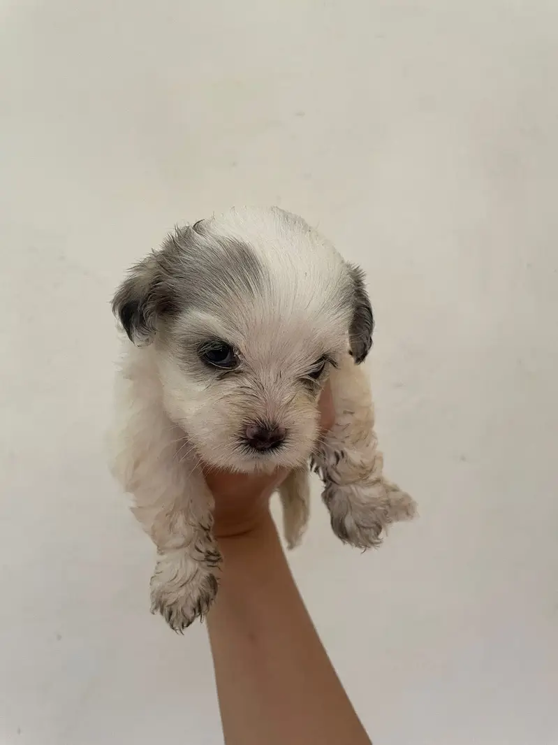 Shih-Poo Puppies for Sale – Shih Tzu × Poodle Cross | 45 Days Old — photo 5