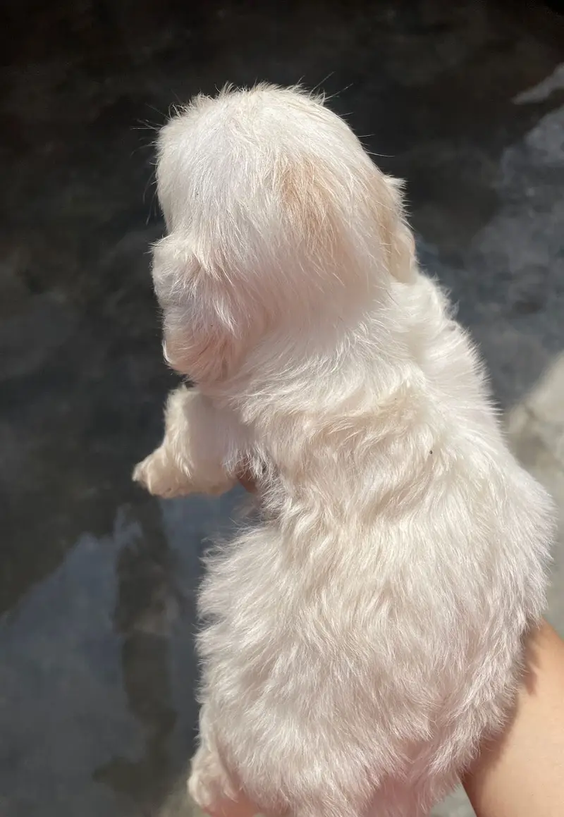 Shih-Poo Puppies for Sale – Shih Tzu × Poodle Cross | 45 Days Old — photo 2