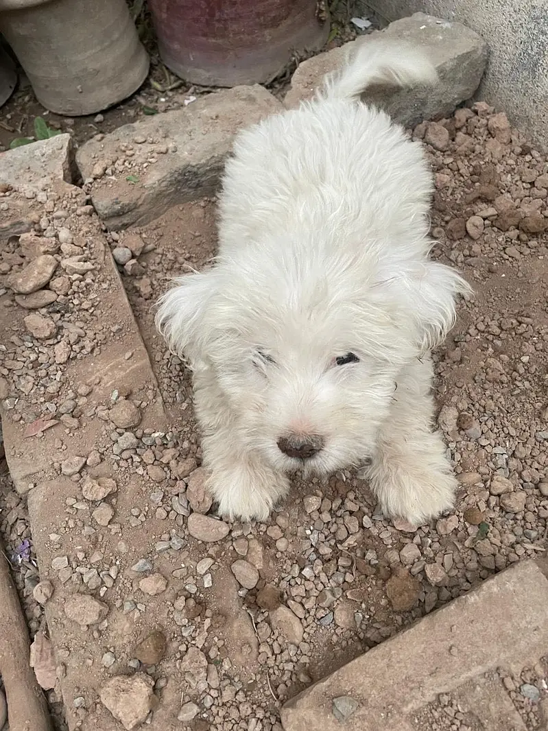 Shih-Poo Puppies for Sale – Shih Tzu × Poodle Cross | 45 Days Old — photo 10