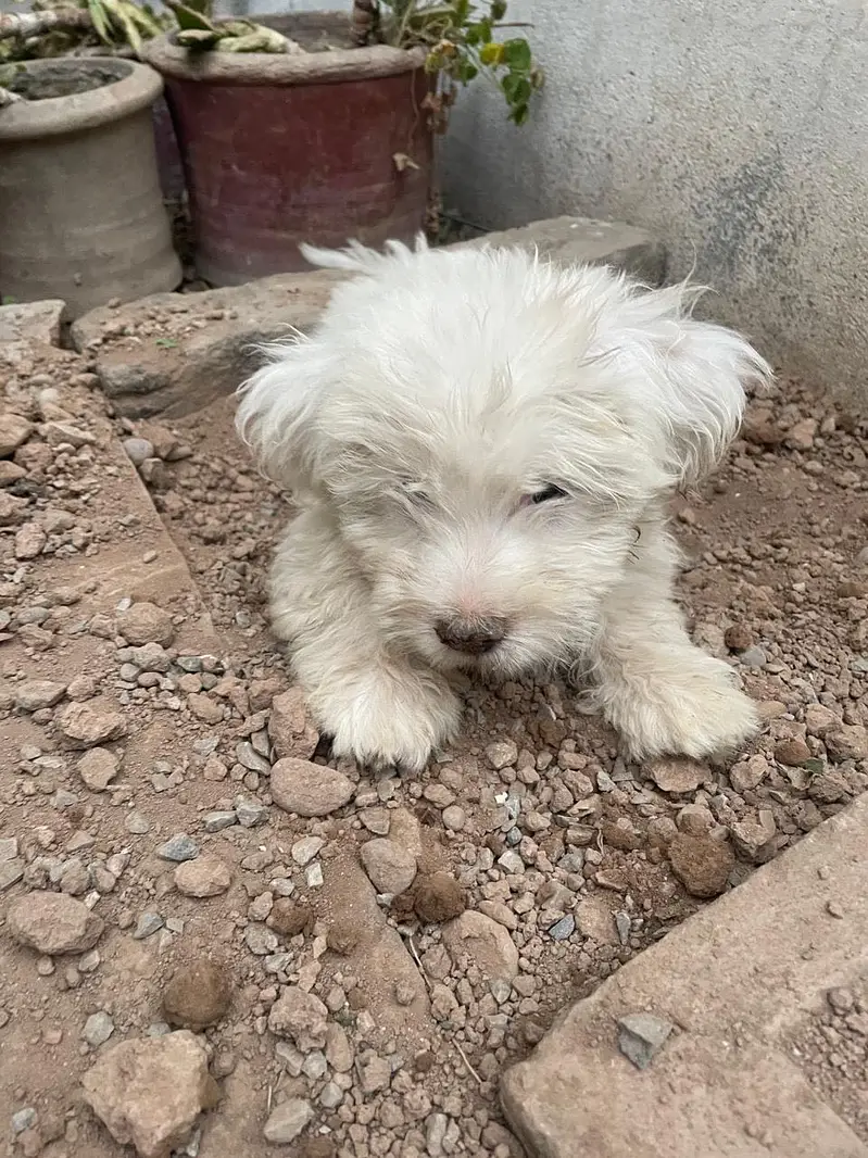 Shih-Poo Puppies for Sale – Shih Tzu × Poodle Cross | 45 Days Old — photo 11