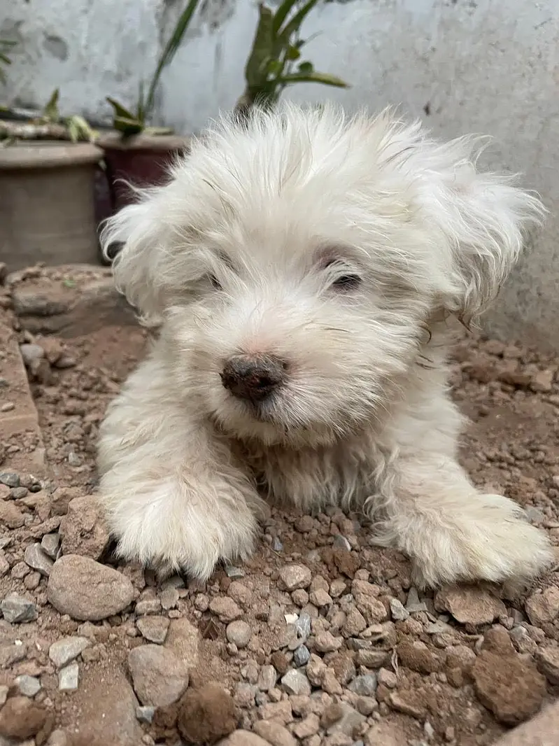 Shih-Poo Puppies for Sale – Shih Tzu × Poodle Cross | 45 Days Old — photo 12