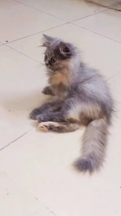 Persian kittens