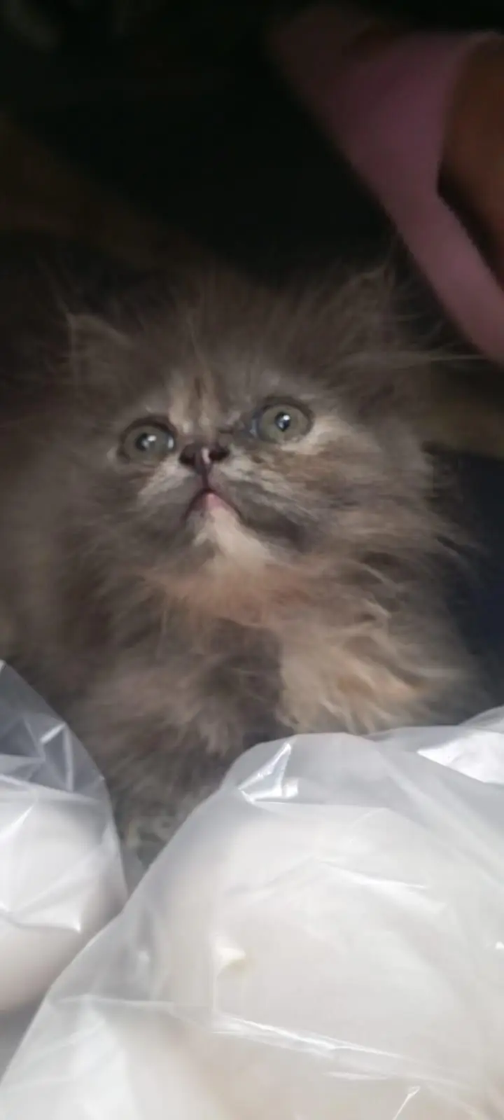 Persian kittens — photo 2