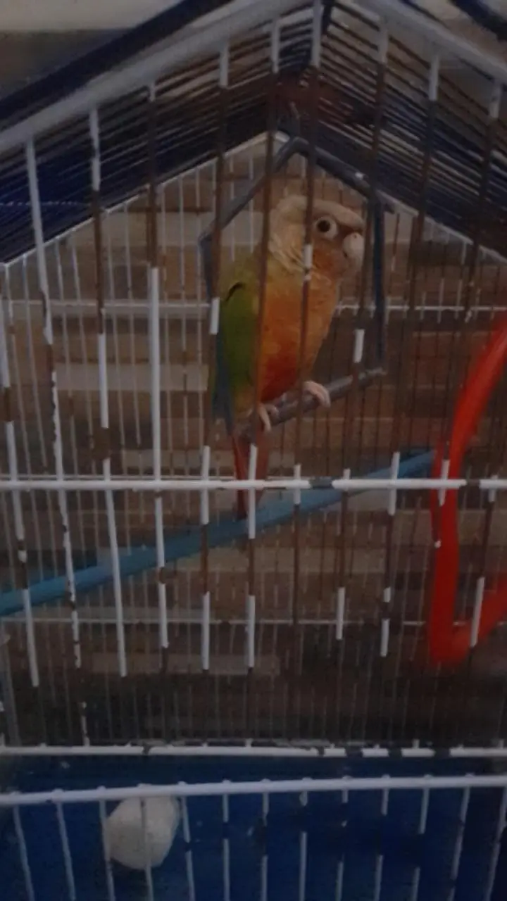 cocktail love bird Australian American dove and pineapple conore — photo 3