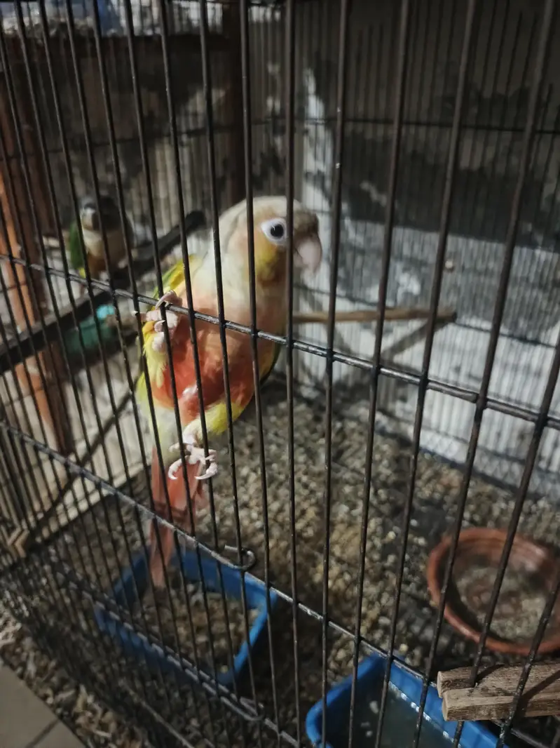 green and pineapple conure — photo 4