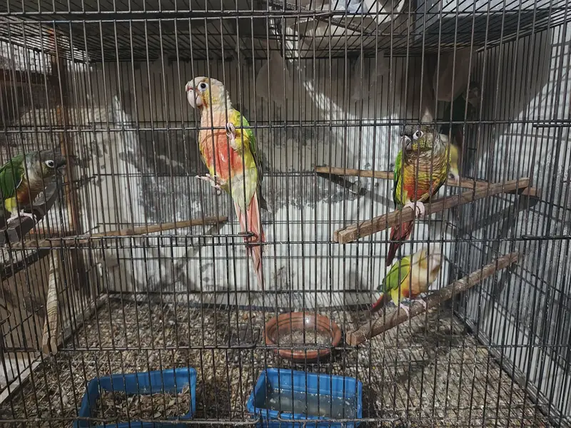 green and pineapple conure — photo 5
