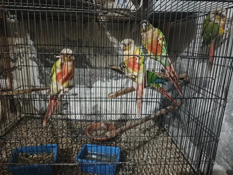 green and pineapple conure — photo 6