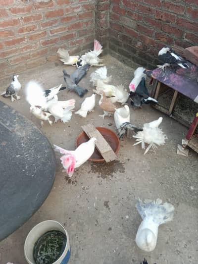 urgent sale