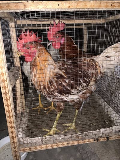 4 hens 2 aseel 2 farmy