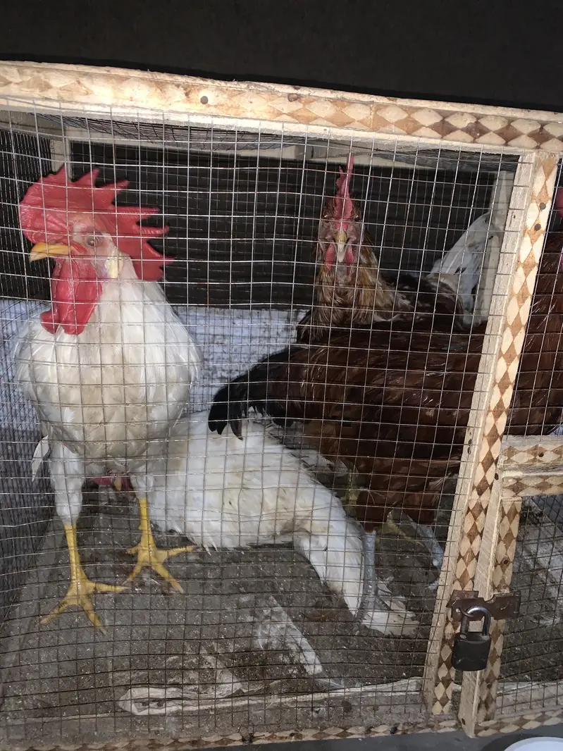 4 hens 2 aseel 2 farmy — photo 2