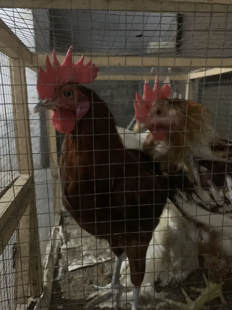4 hens 2 aseel 2 farmy — photo 3
