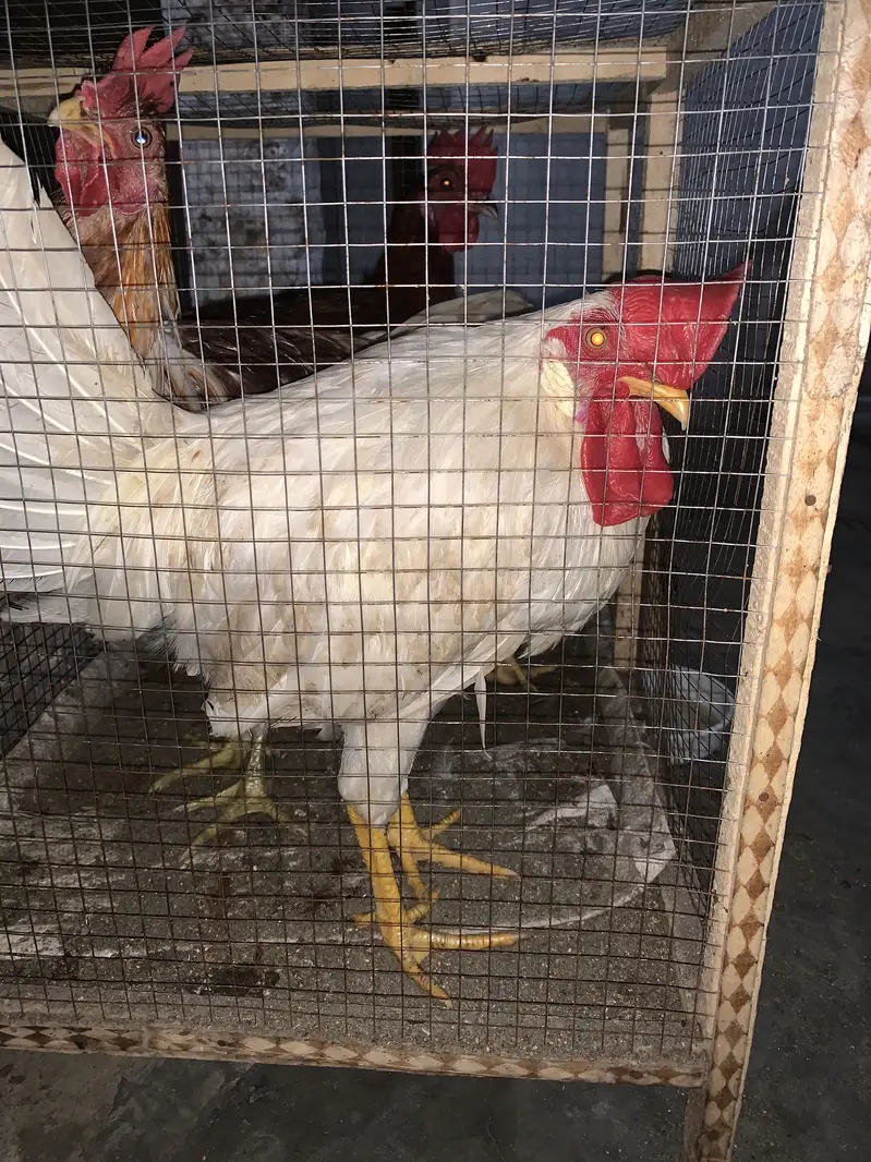 4 hens 2 aseel 2 farmy — photo 4