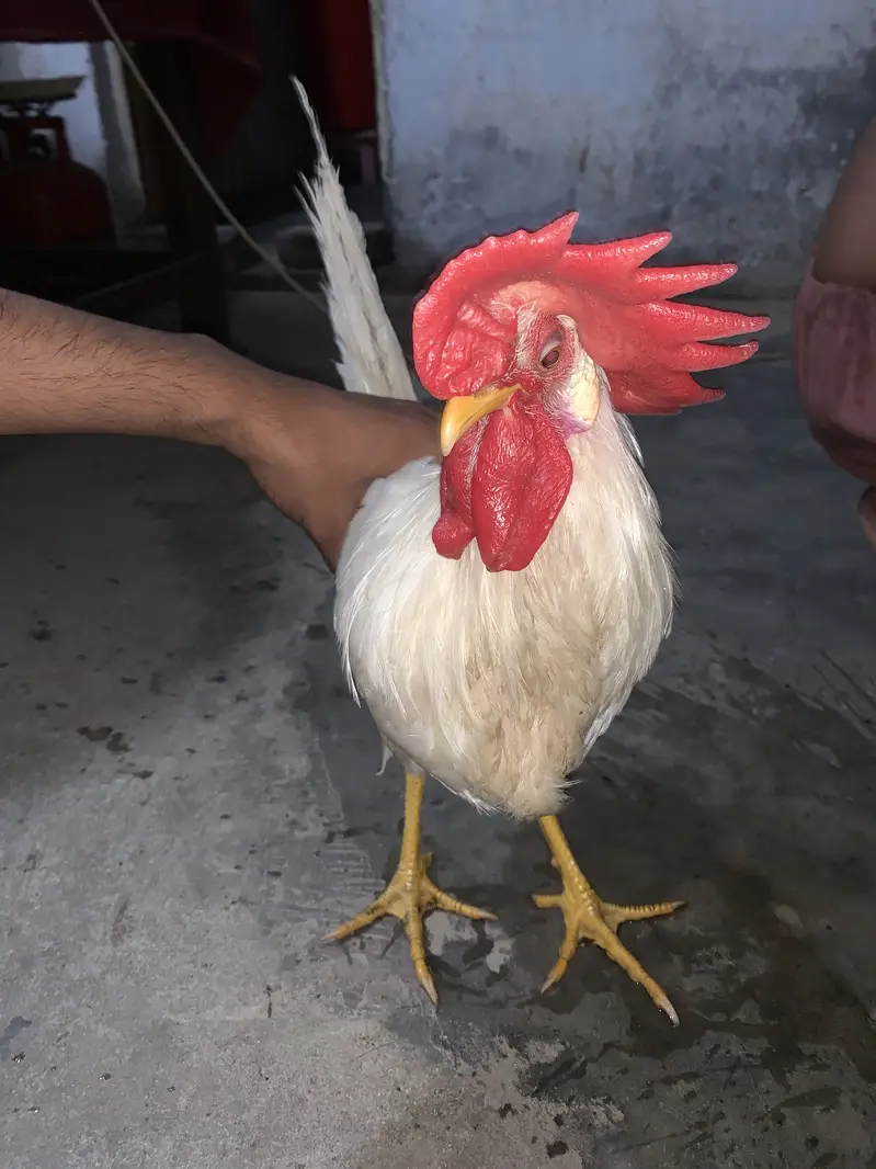 4 hens 2 aseel 2 farmy — photo 5