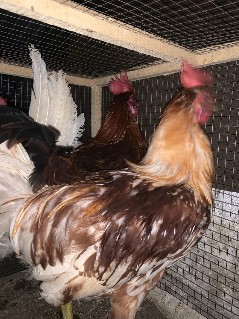 4 hens 2 aseel 2 farmy — photo 6