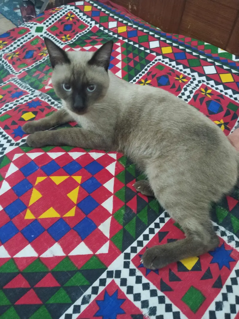 Siamese Male 9 Month