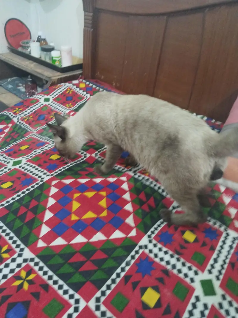 Siamese Male 9 Month — photo 2