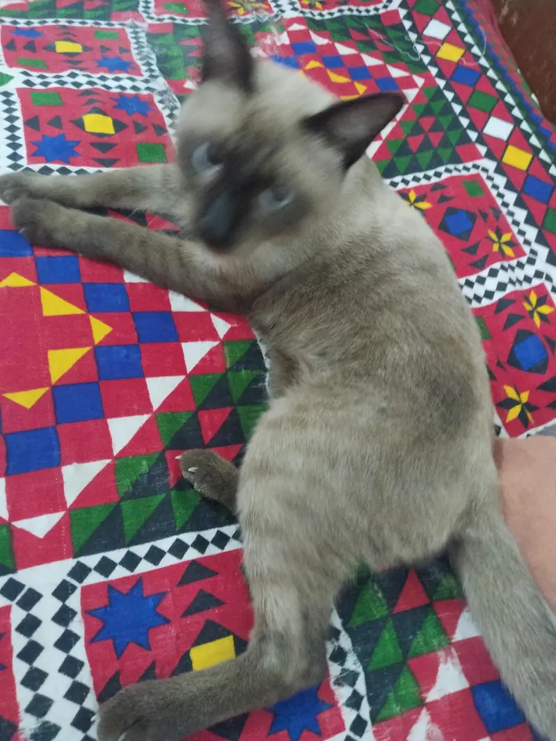 Siamese Male 9 Month — photo 3