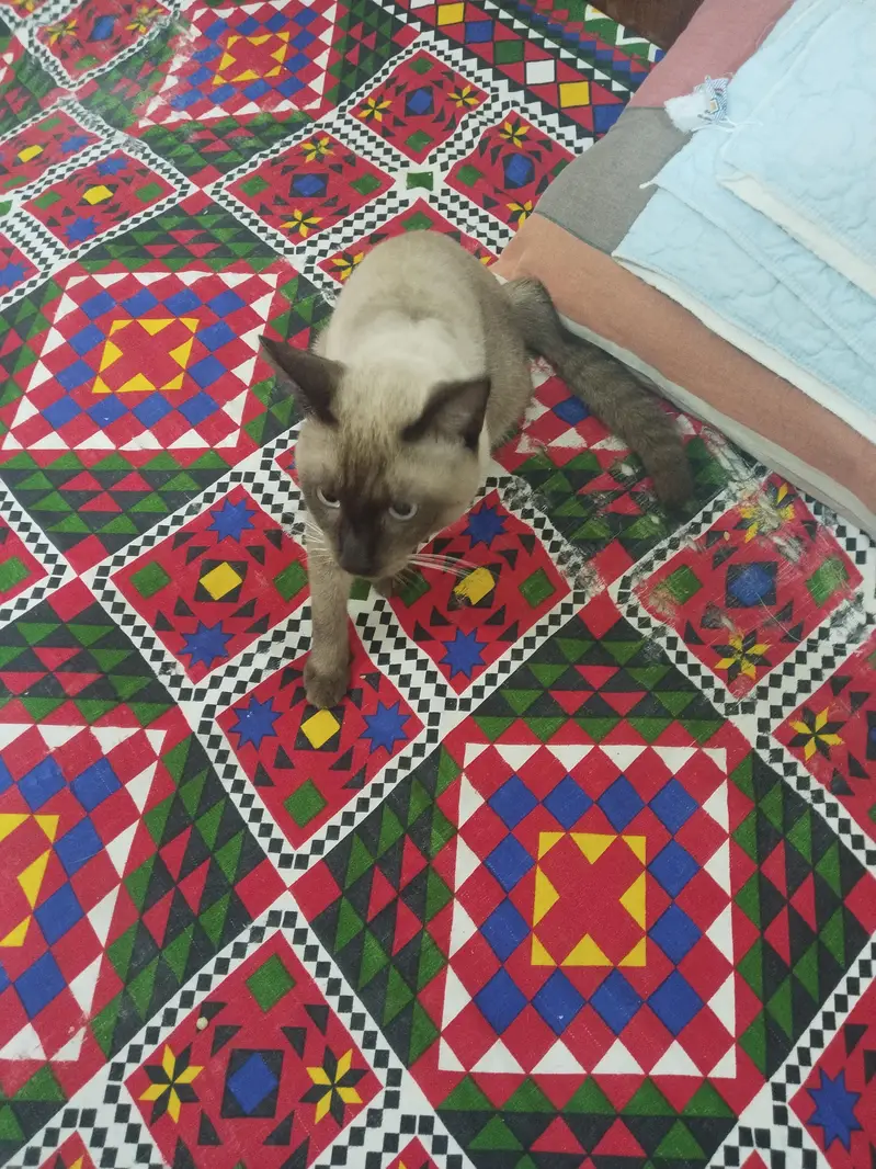 Siamese Male 9 Month — photo 4