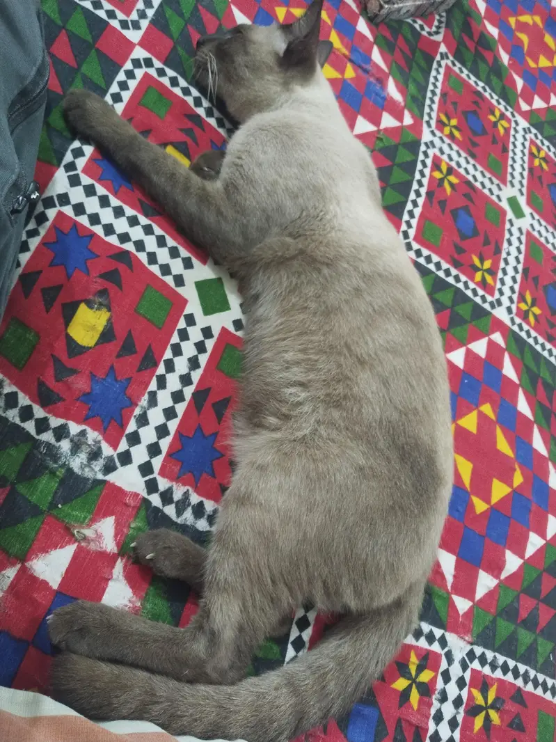 Siamese Male 9 Month — photo 5