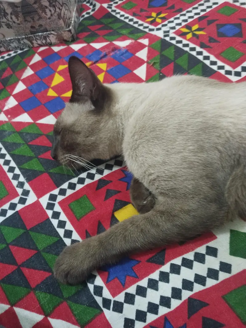 Siamese Male 9 Month — photo 6