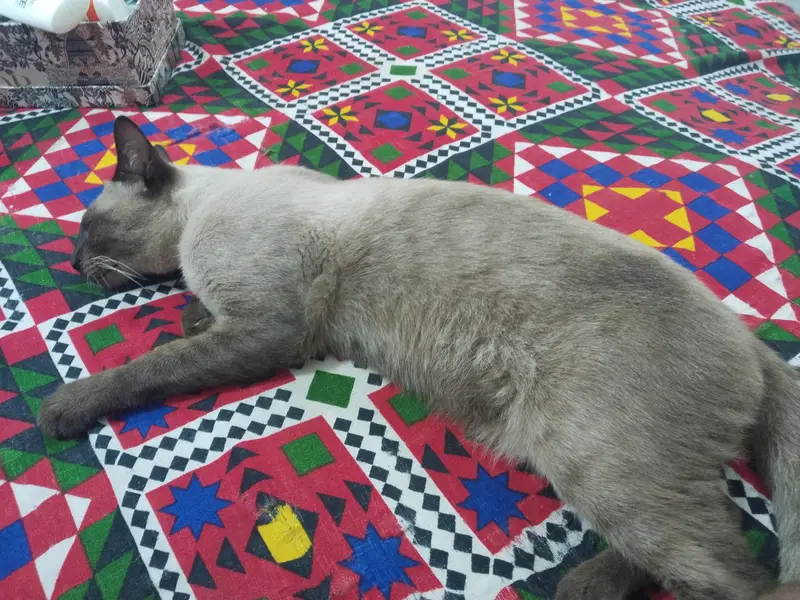 Siamese Male 9 Month — photo 7