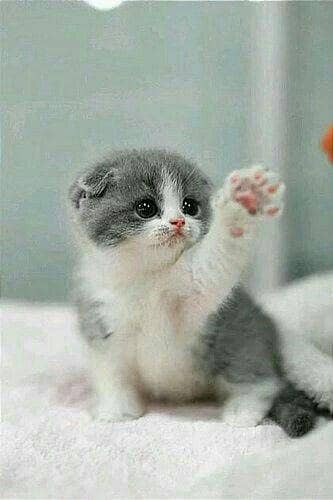 cute cate