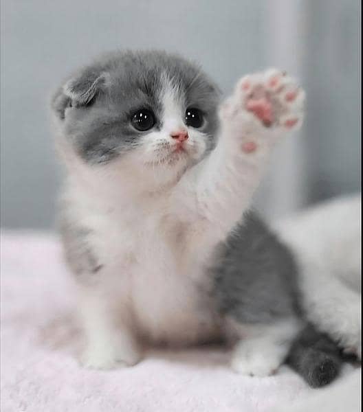 cute cate 1