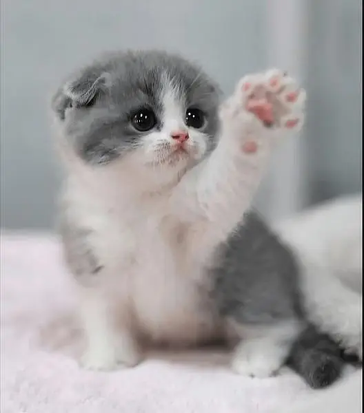 cute cate — photo 2