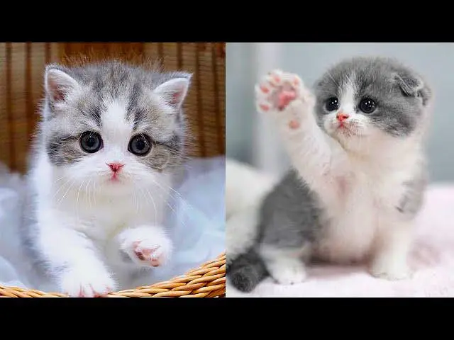 cute cate — photo 3