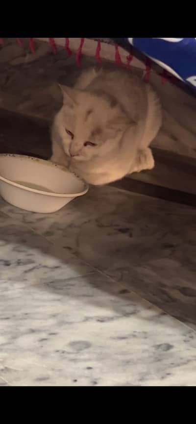 Turkish angora