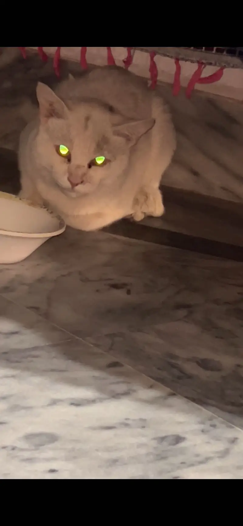 Turkish angora — photo 2