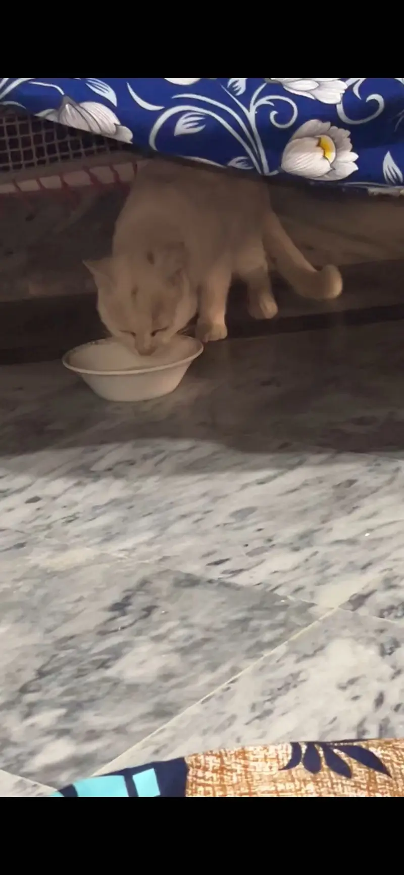 Turkish angora — photo 3