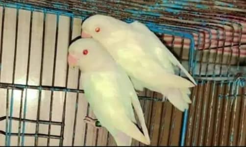 5 pair lovebird breeder .