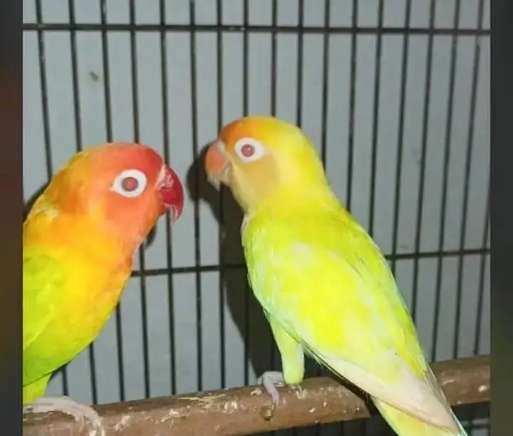 5 pair lovebird breeder . — photo 2