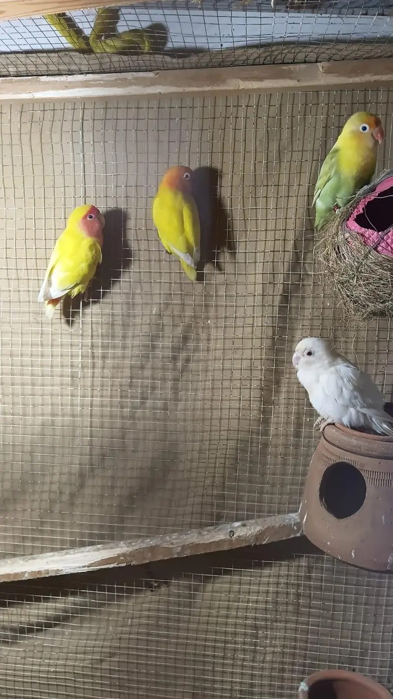 5 pair lovebird breeder . — photo 3