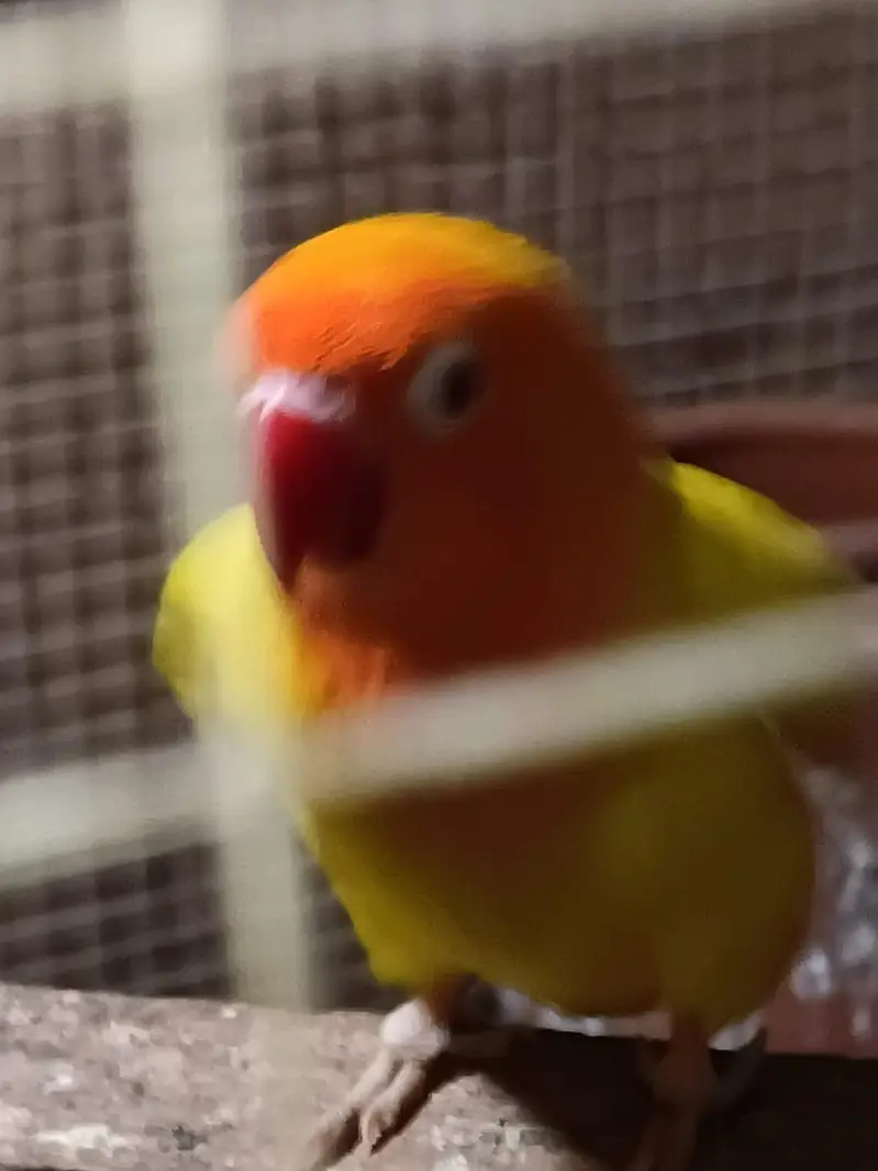 5 pair lovebird breeder . — photo 4