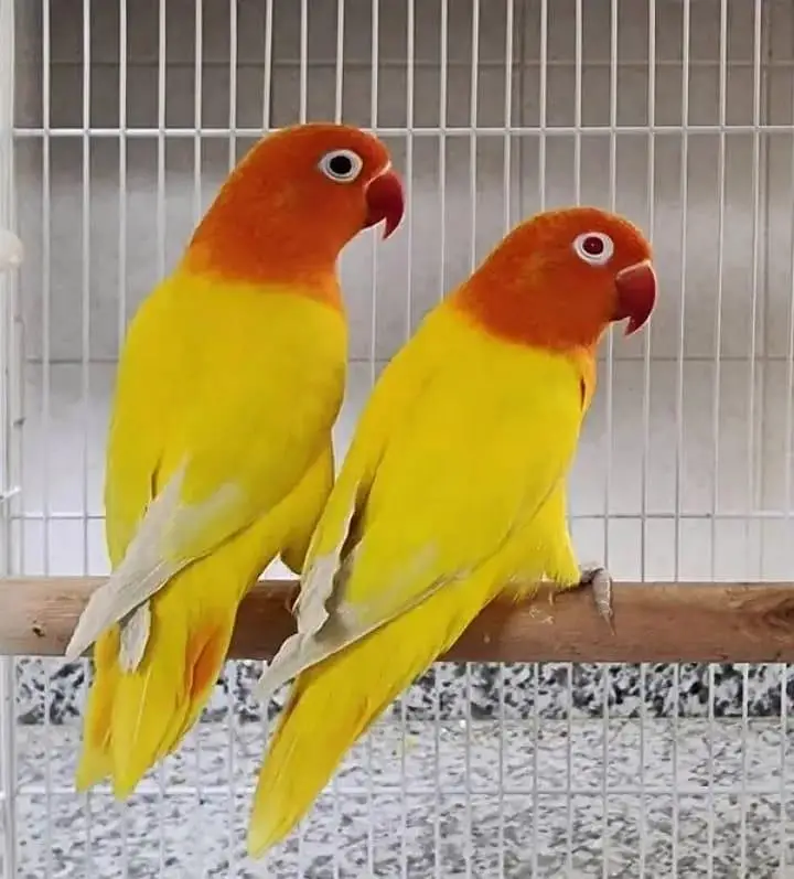 5 pair lovebird breeder . — photo 5