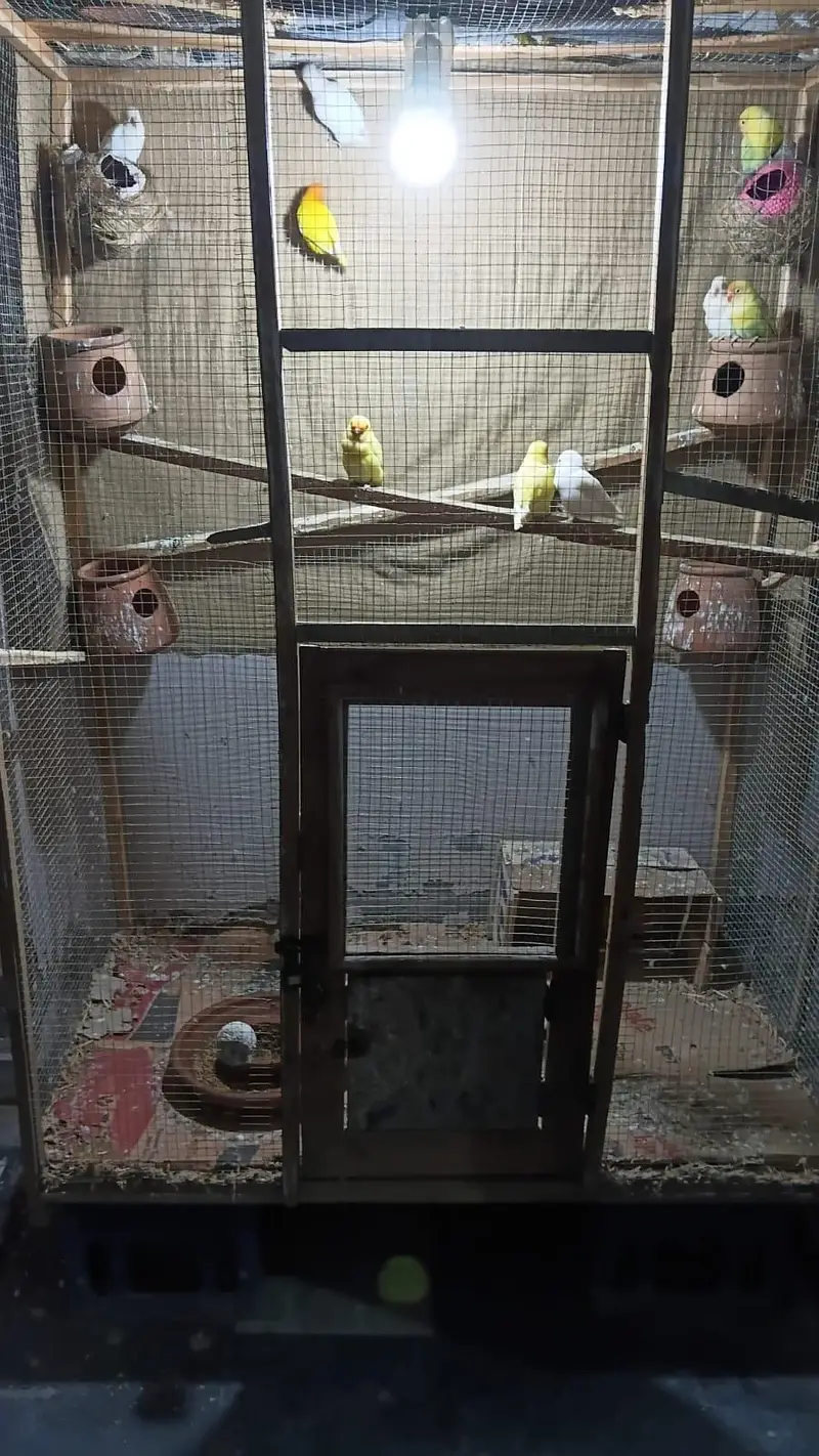 5 pair lovebird breeder . — photo 6