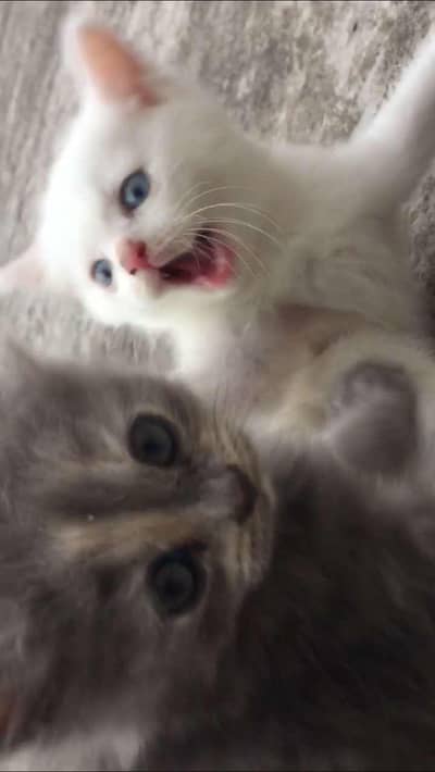 baby kitten
